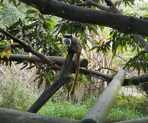 au Zoo de Cayenne - le tamarin à moustaches